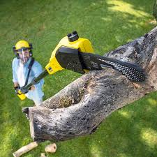 Reliable Quincy, FL Tree Removal Solutions