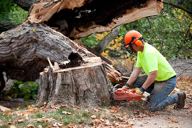 Best Stump Grinding and Removal  in Quincy, FL