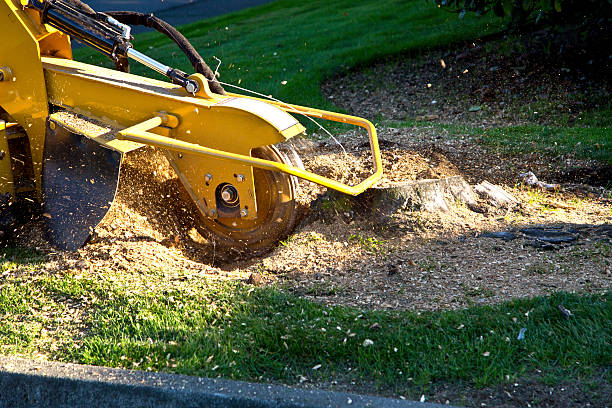 How Our Tree Care Process Works  in  Quincy, FL